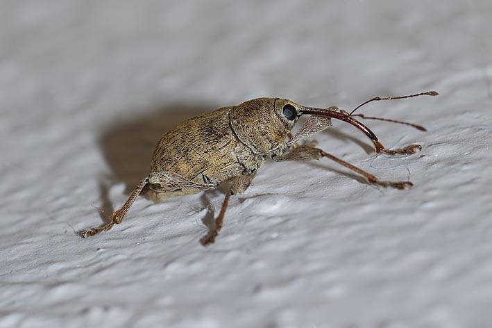 Curculionide identificazione: Curculio propinquus